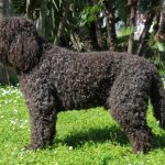 The Unique and Lovable Barbet Dogs